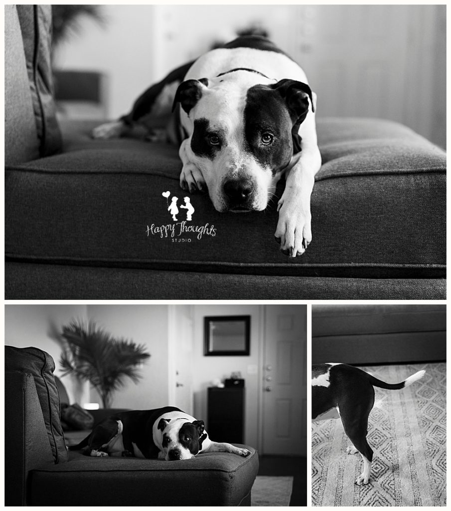 Lifestyle Pet Photography San Antonio Pet & family Photography