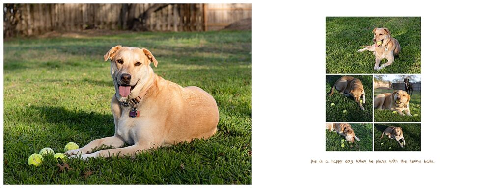 Their Beloved Pet Story Photography session from their home Fair Oak Ranch, Texas